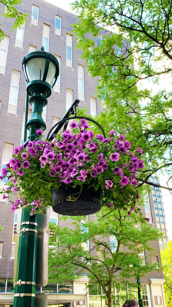 Downtown Flower Baskets